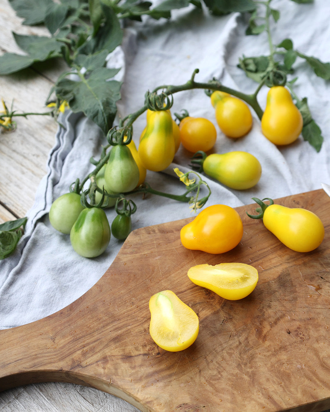 'Yellow Submarine' aus der Gartenzauber-Saatgutserie