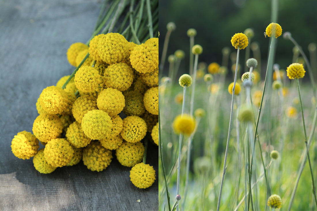 Frisch geschnittene Trommelstöckchen (Craspedia globosa) mit runden gelben Blütenbällen, gebündelt für floristische Arrangements und Trockensträuße.