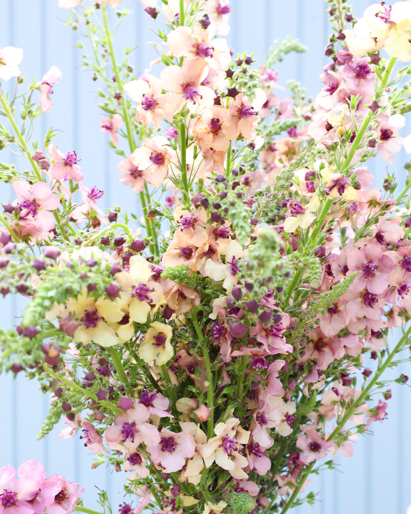 Mehrere Blütenkerzen der Königskerze (Verbascum hybrida ‘Southern Charme’) in zarten Pastelltönen von Apricot, Pfirsich, Creme bis Lavendel als Strauß.