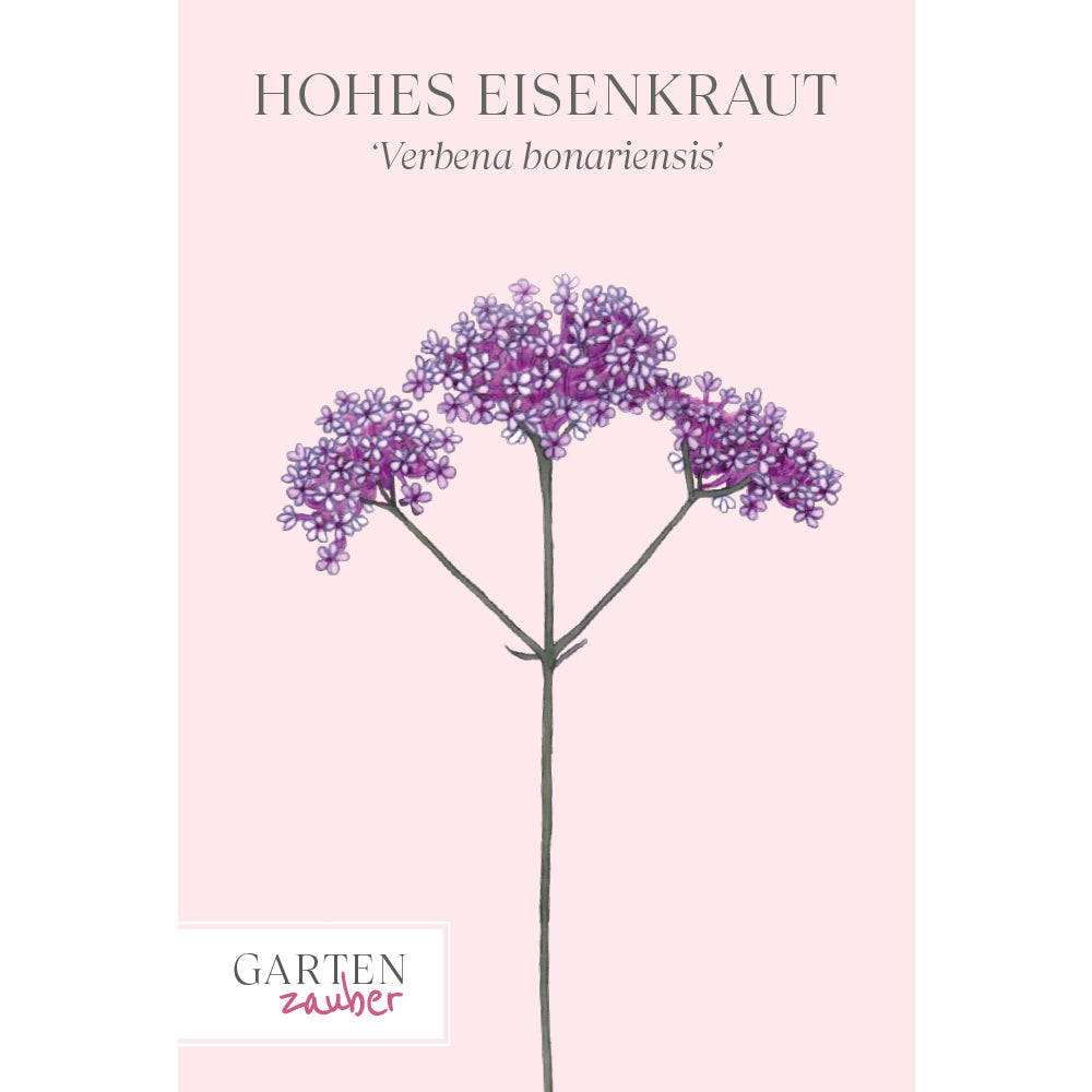 Hohes Eisenkraut Saatgut – Bienenfreundliche Staude