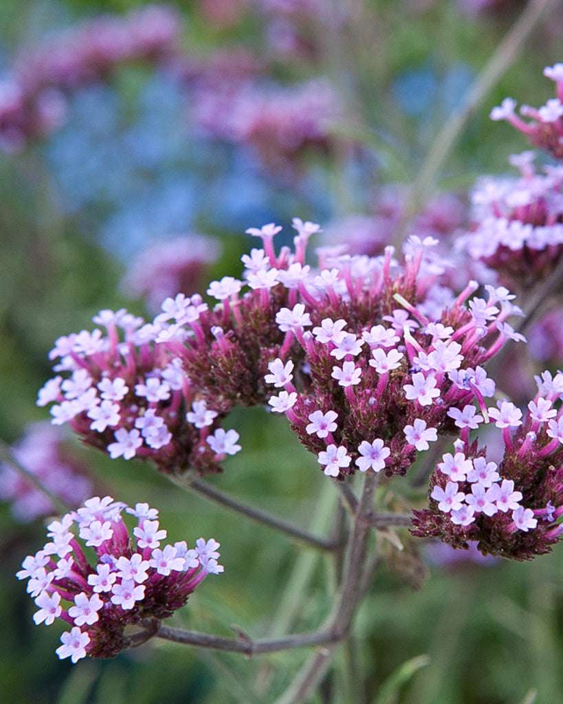 Buy tall verbena