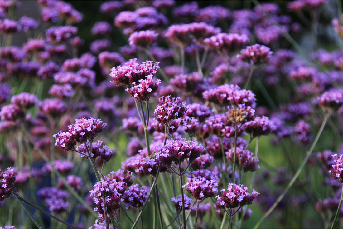 Blühendes Hohes Eisenkraut (Verbena bonariensis) mit schwebenden violetten Blütendolden im Sommergarten – beliebte, pflegeleichte Bienenpflanze.