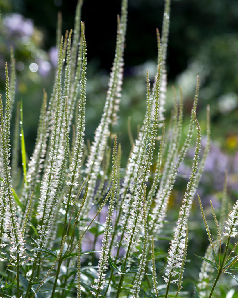 Mehrere strahlend weiße Blütenkerzen des Sibirischen Kandelaber-Ehrenpreises (Veronicastrum sibiricum f. albiflorum) blühend im Gartenbeet.