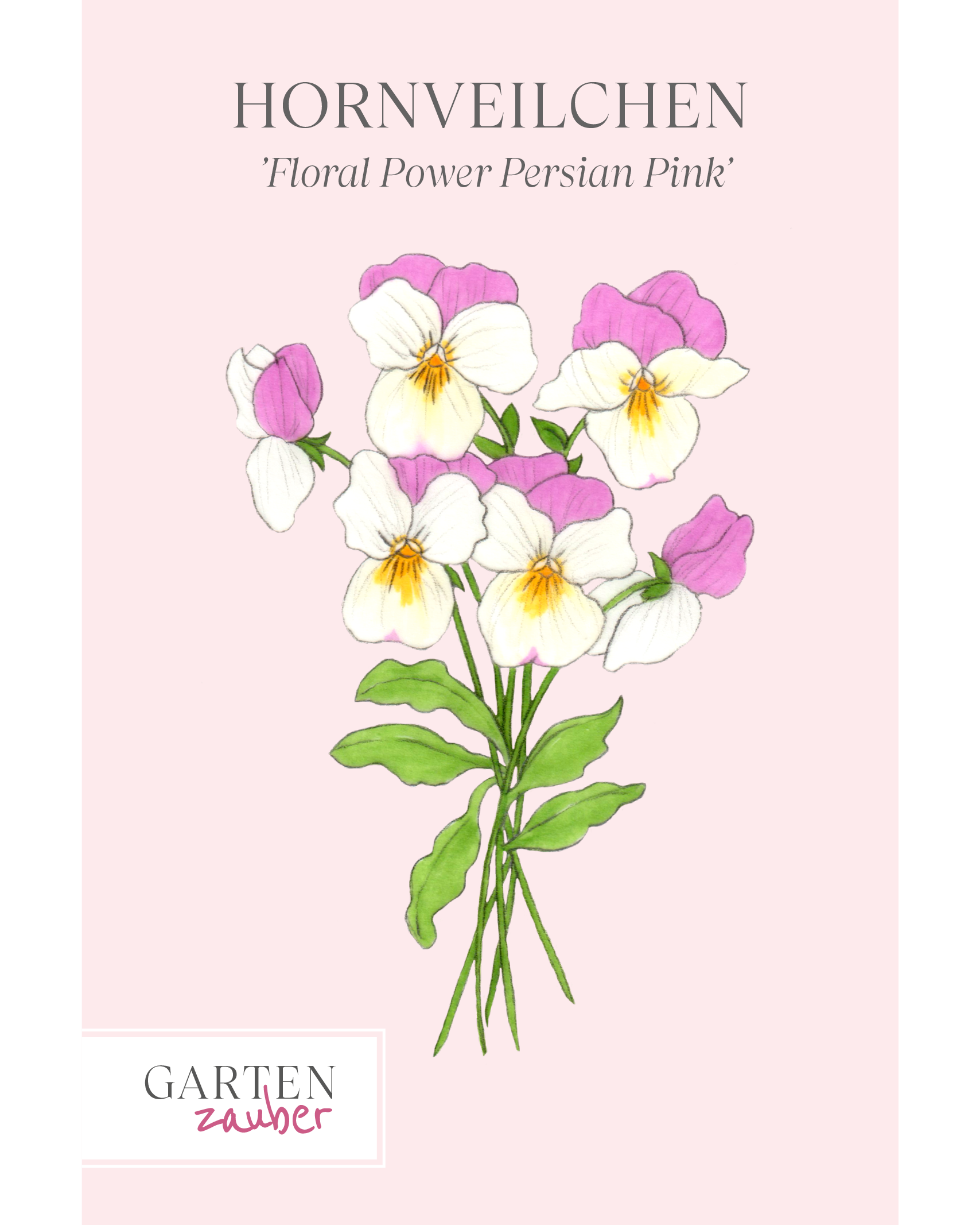 Hornveilchen · 'Floral Power Persian Pink' · Vorderseite Saatguttuete von Gartenzauber