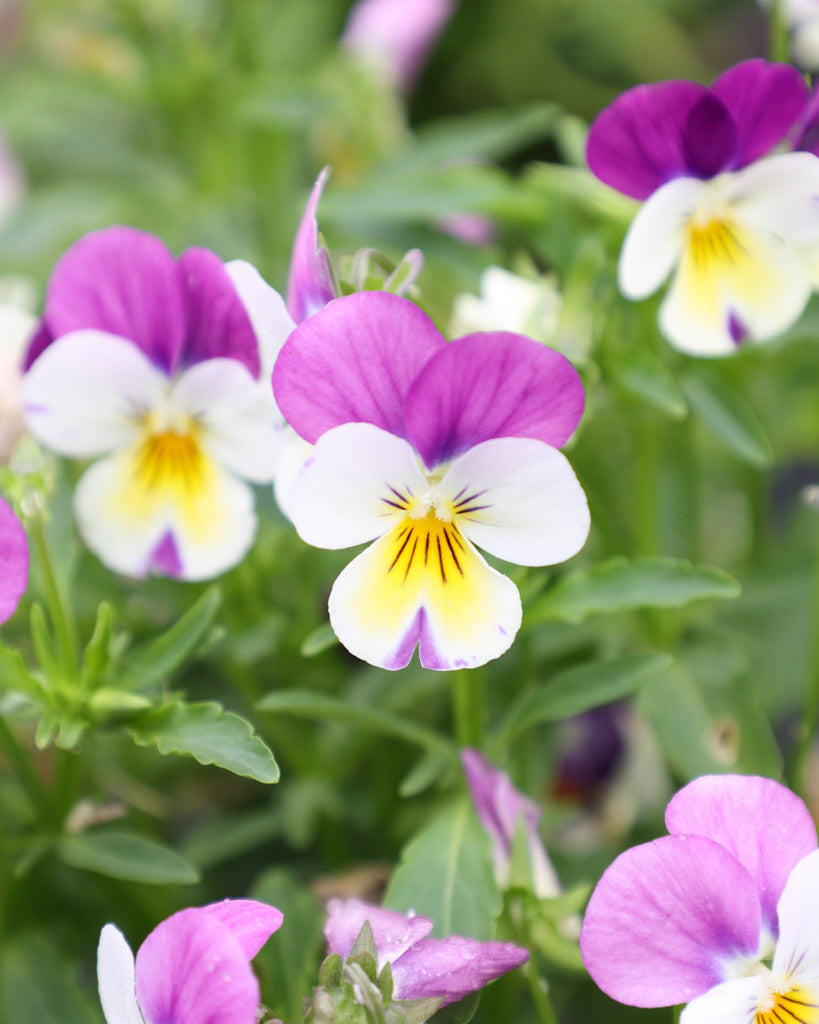 Hornveilchen · 'Floral Power Persian Pink' · Viola Cornuta leuchten in einem intensiven Rosa mit sanften, hellen Nuancen – ein Farbspiel voller Eleganz und Frische
