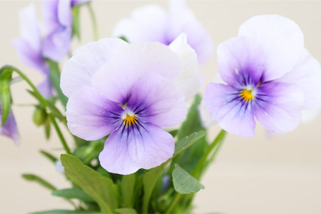 Hornveilchen Sorbet Icy Blue mit zarten Blüten in hellem Blau und Weiß, feine violette Adern im Blütenzentrum.