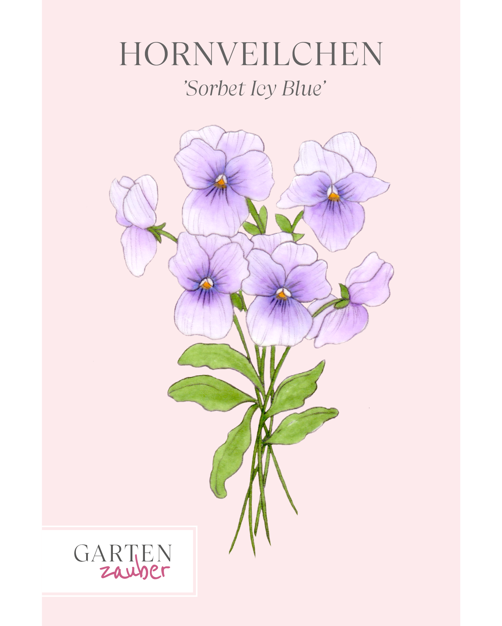 Vorderseite unserer Saatguttuete des Hornveilchens Sorbet Icy Blue