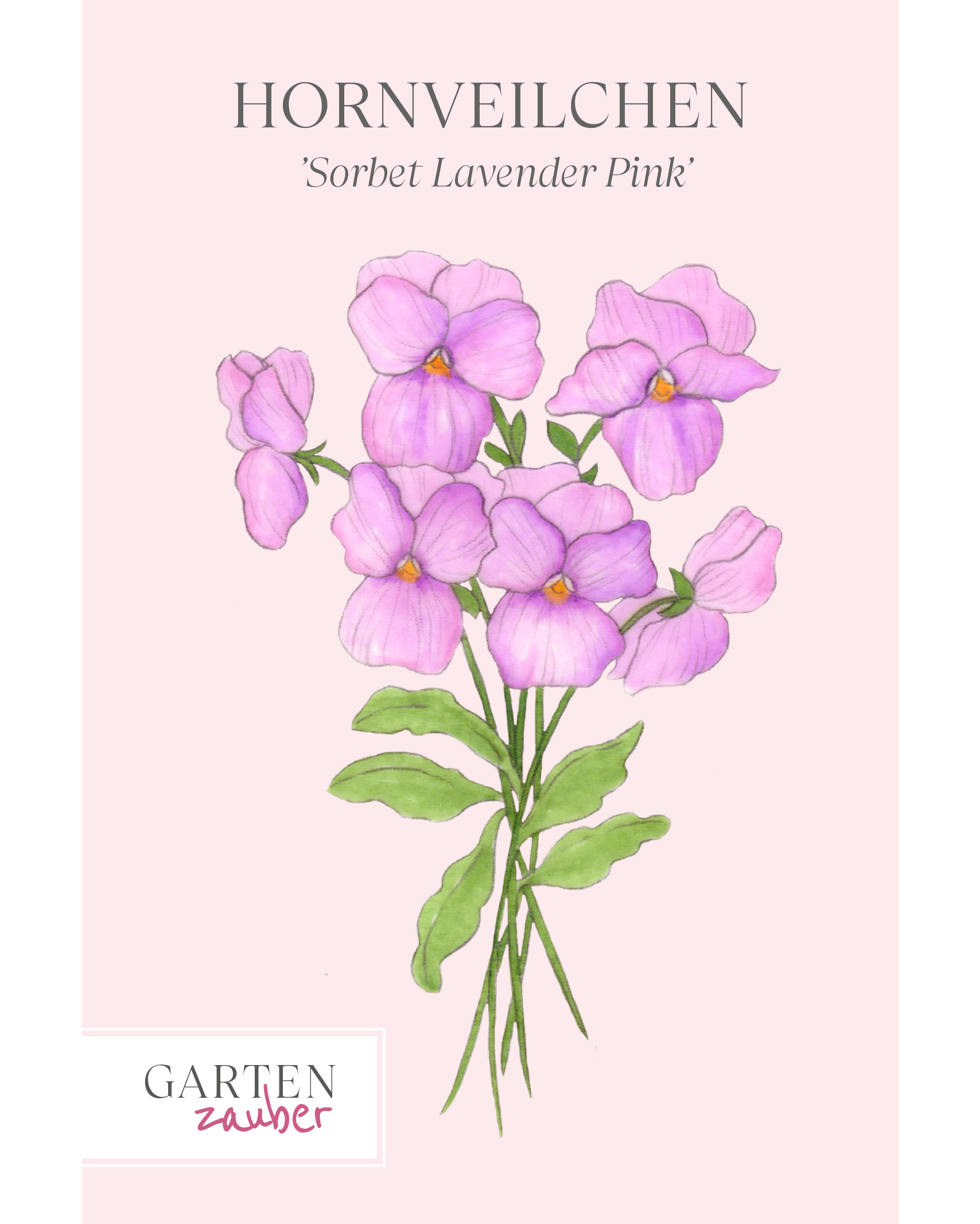 Voderseite Saatguttuete Hornveilchen Sorbet Lavender Pink unserer Gartenzauber Saatgut Kollektion