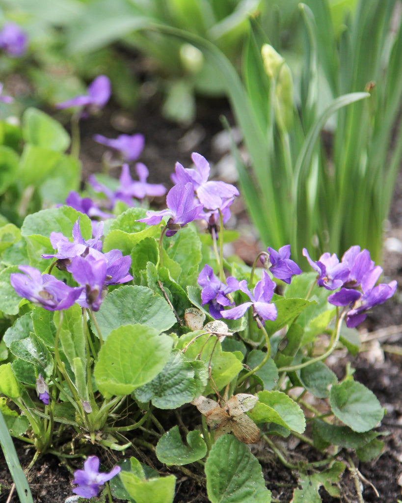 Mehrere Blüten des Duftveilchens (Viola odorata ‘Königin Charlotte’) blühend im Gartenbeet in kräftigem Violett.