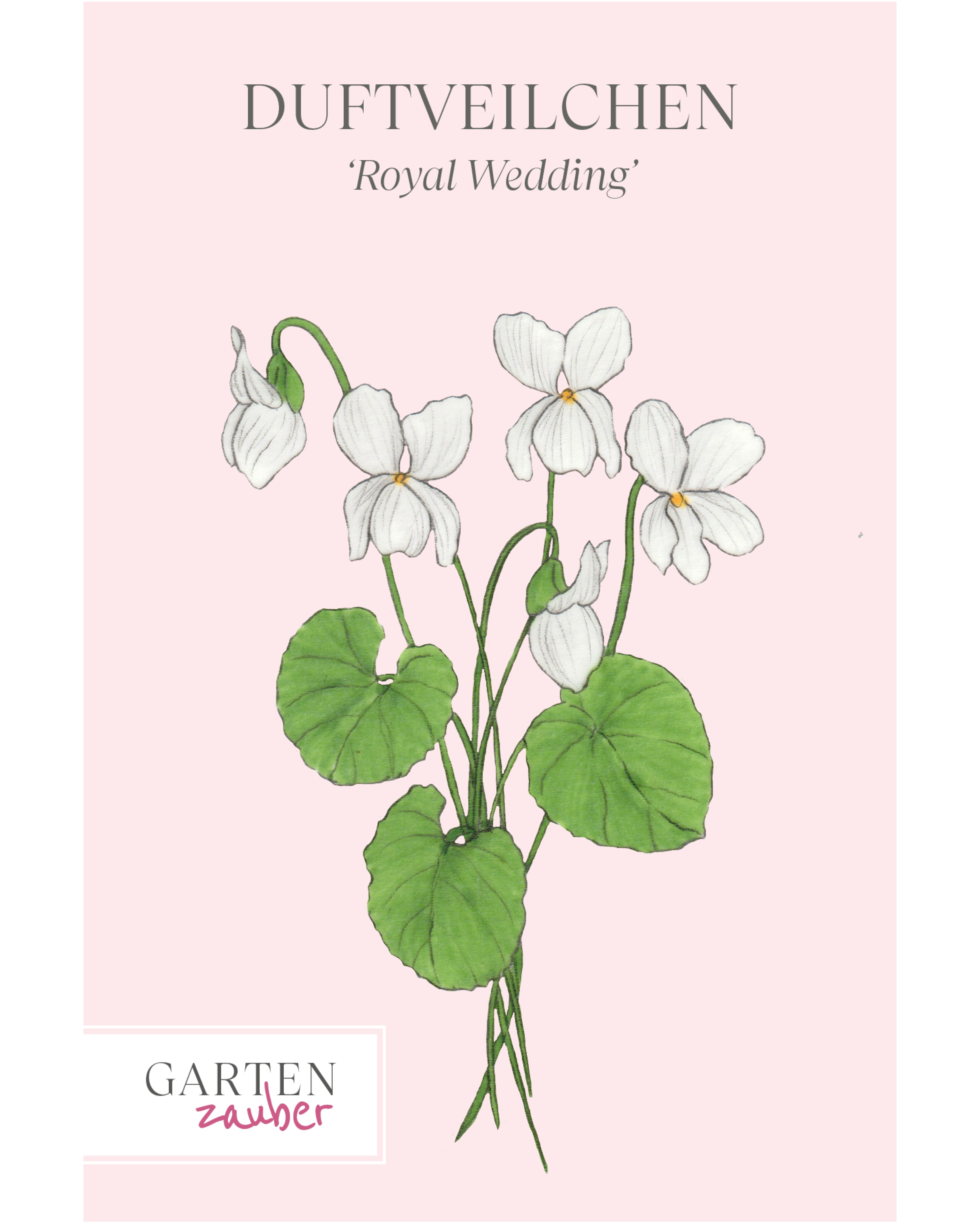 Vorderseite der Saatguttüte Duftveilchen ‘Royal Wedding’ – Viola odorata mit handgezeichneter Illustration der strahlend weißen Blüten aus der Gartenzauber-Saatgutserie.