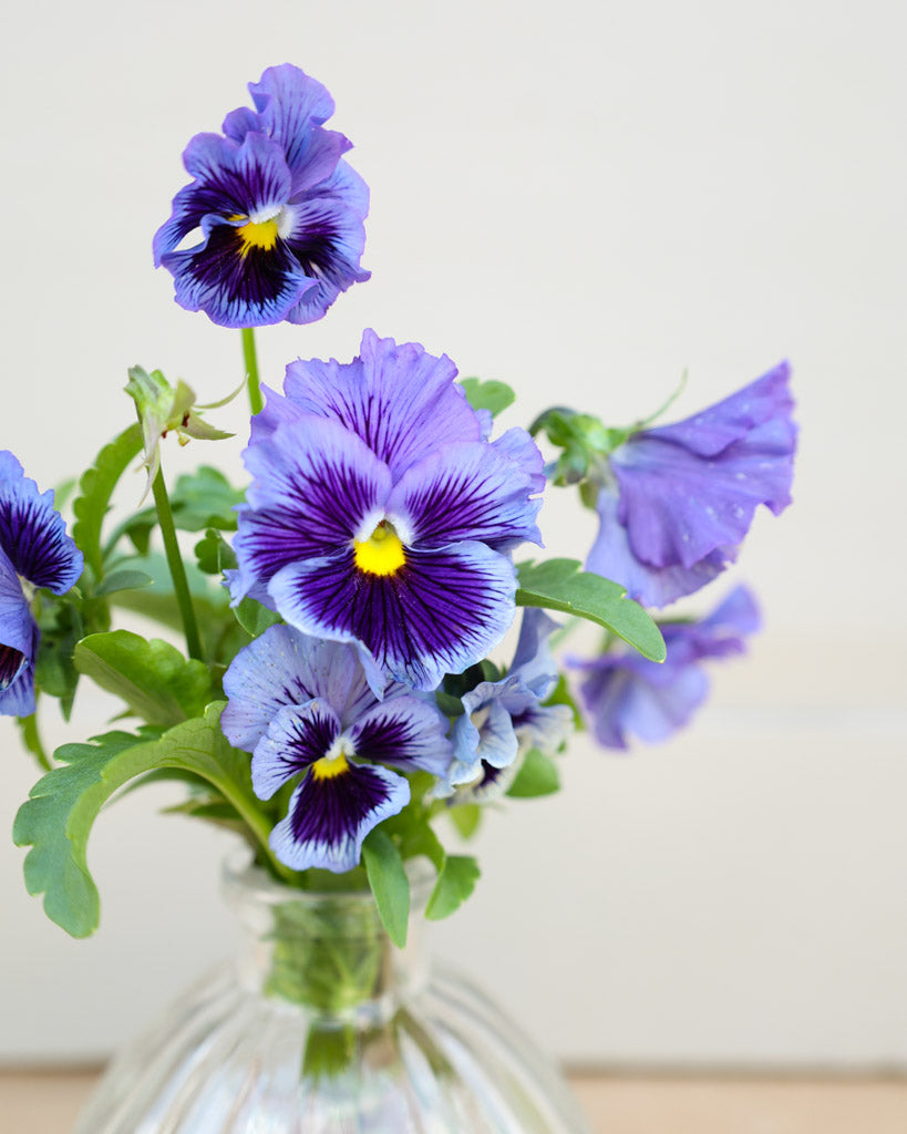 Viola Wittrokiana ‚Frizzle Sizzle Blue‘ in einer Vase – leuchtend blaue, fransige Blüten als dekorativer Blickfang.