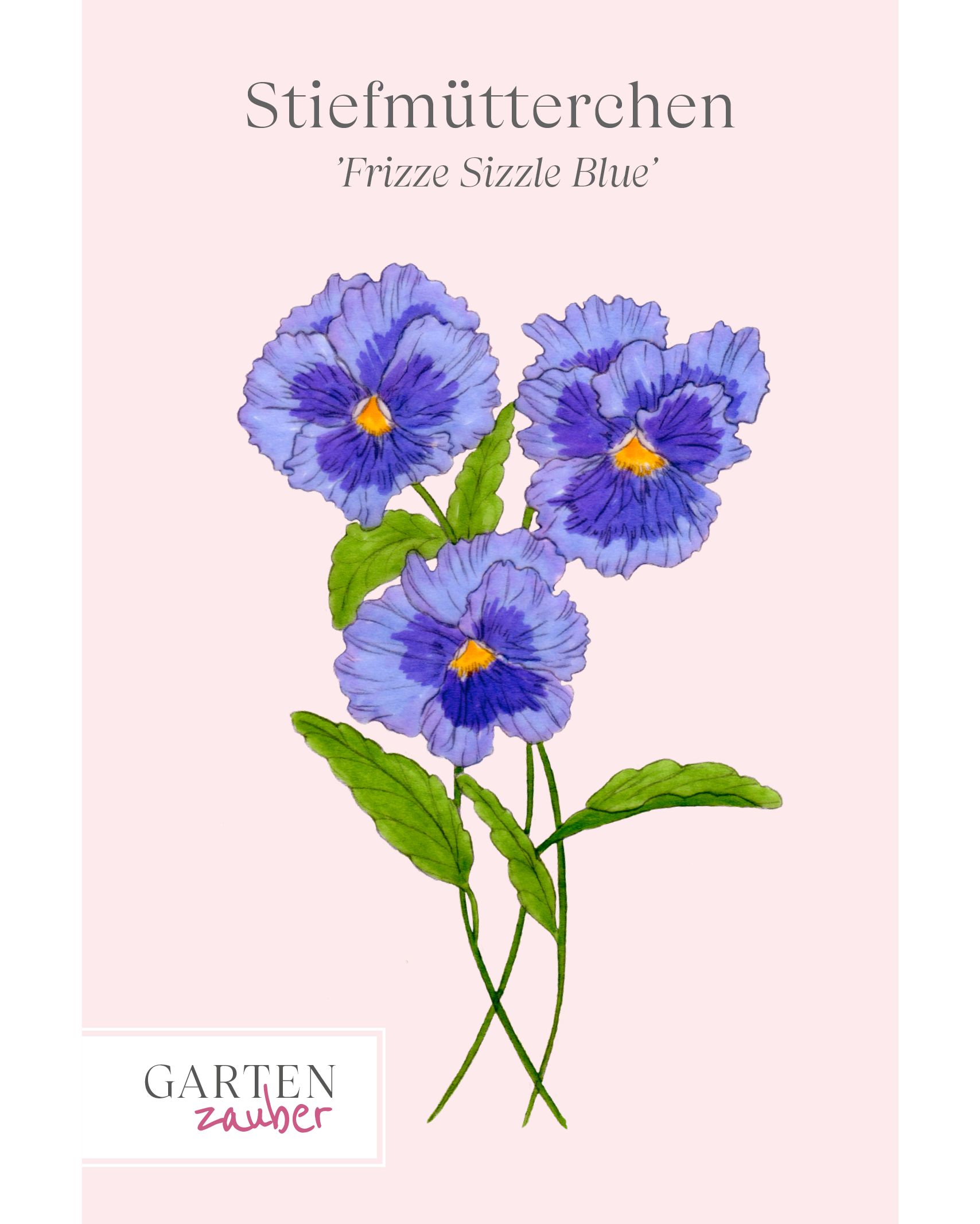 Vorderseite der Saatguttuete des Stiefmuetterchens Frizzle Sizzle Blue von Gartenzauber