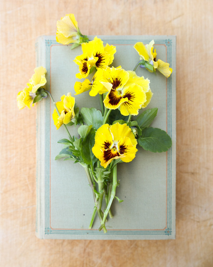 Mini-Strauß Viola Wittrokiana ‚Frizzle Sizzle Yellow‘ auf einem Buch, Nahaufnahme der fransigen Blüten.
