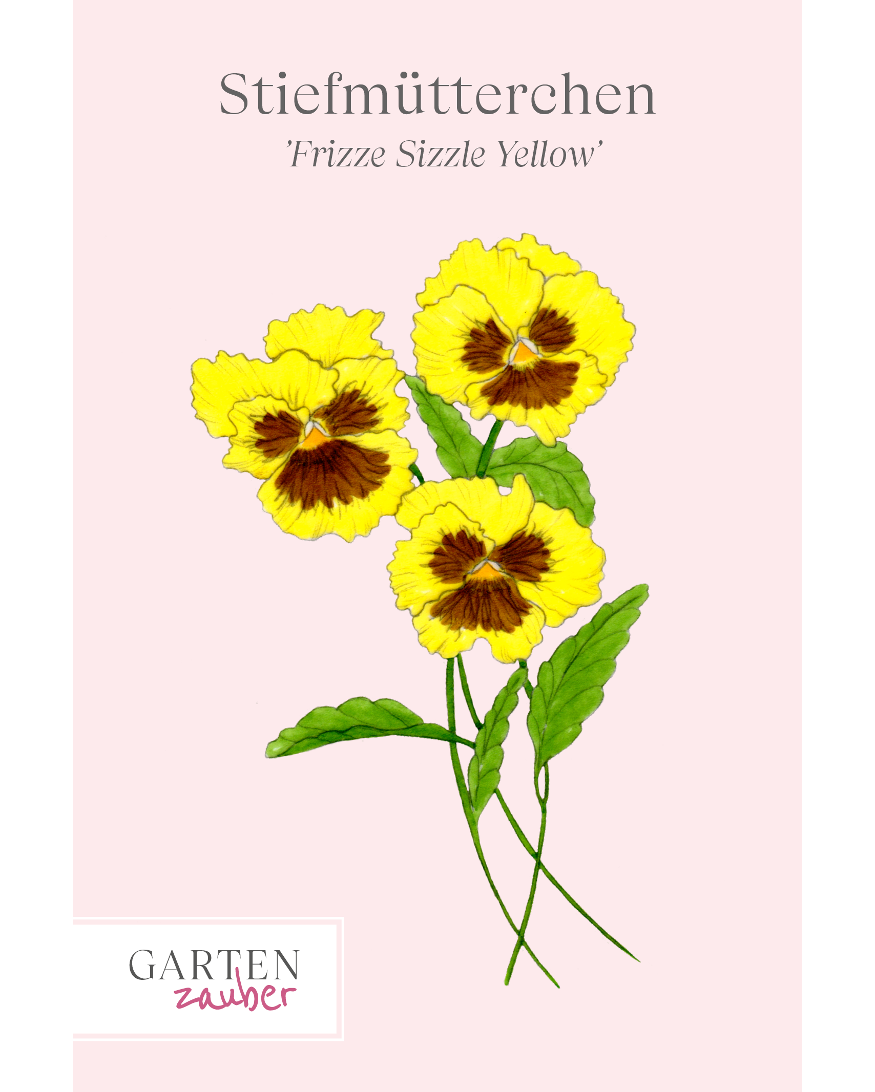 Vorderseite Saatguttuete des Stiefmuetterchens Frizzle Sizzle Yellow von Gartenzauber