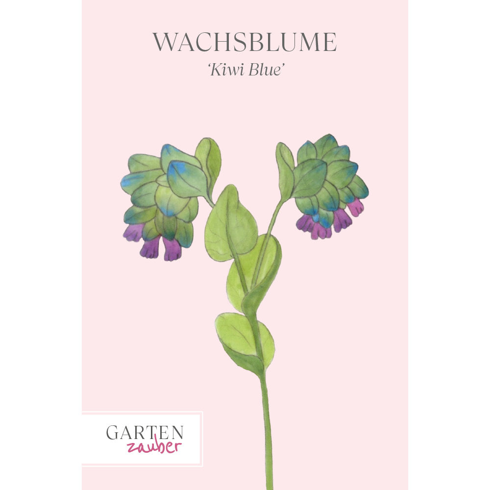 Vorderansicht Saatguttuete Wachsblume 'Kiwi Blue' Cerinthe major purpurescens aus der Gartenzauber-Saatgutserie