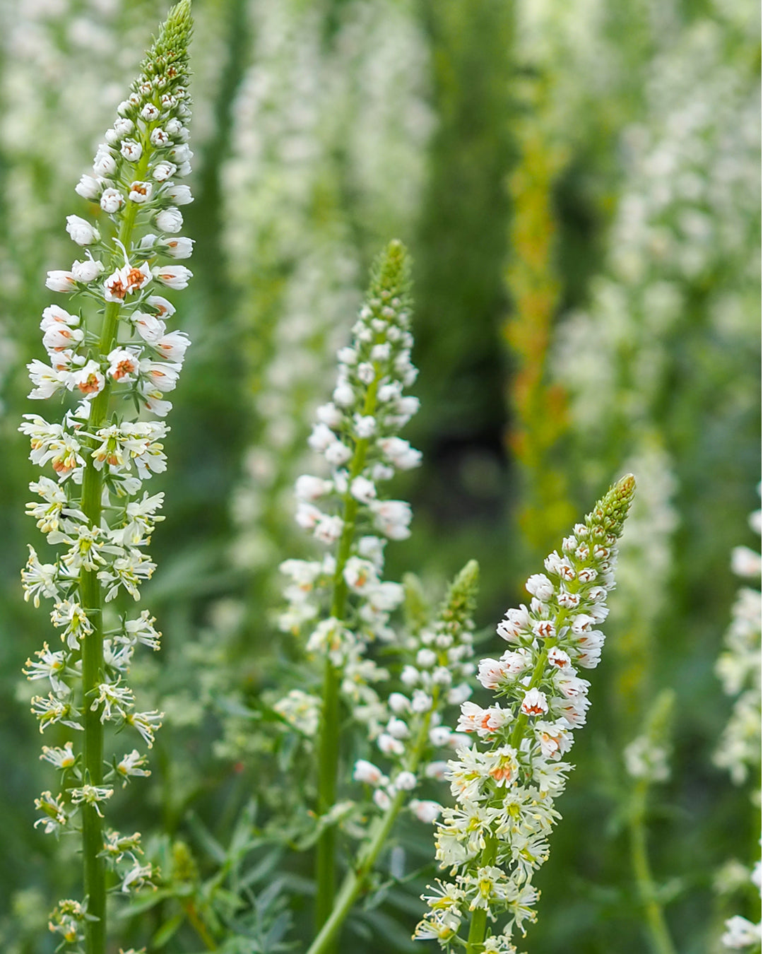 Bluehende Pflanze Weiße Resede - Reseda Alba aus der Gartenzauber-Saatgutserie
