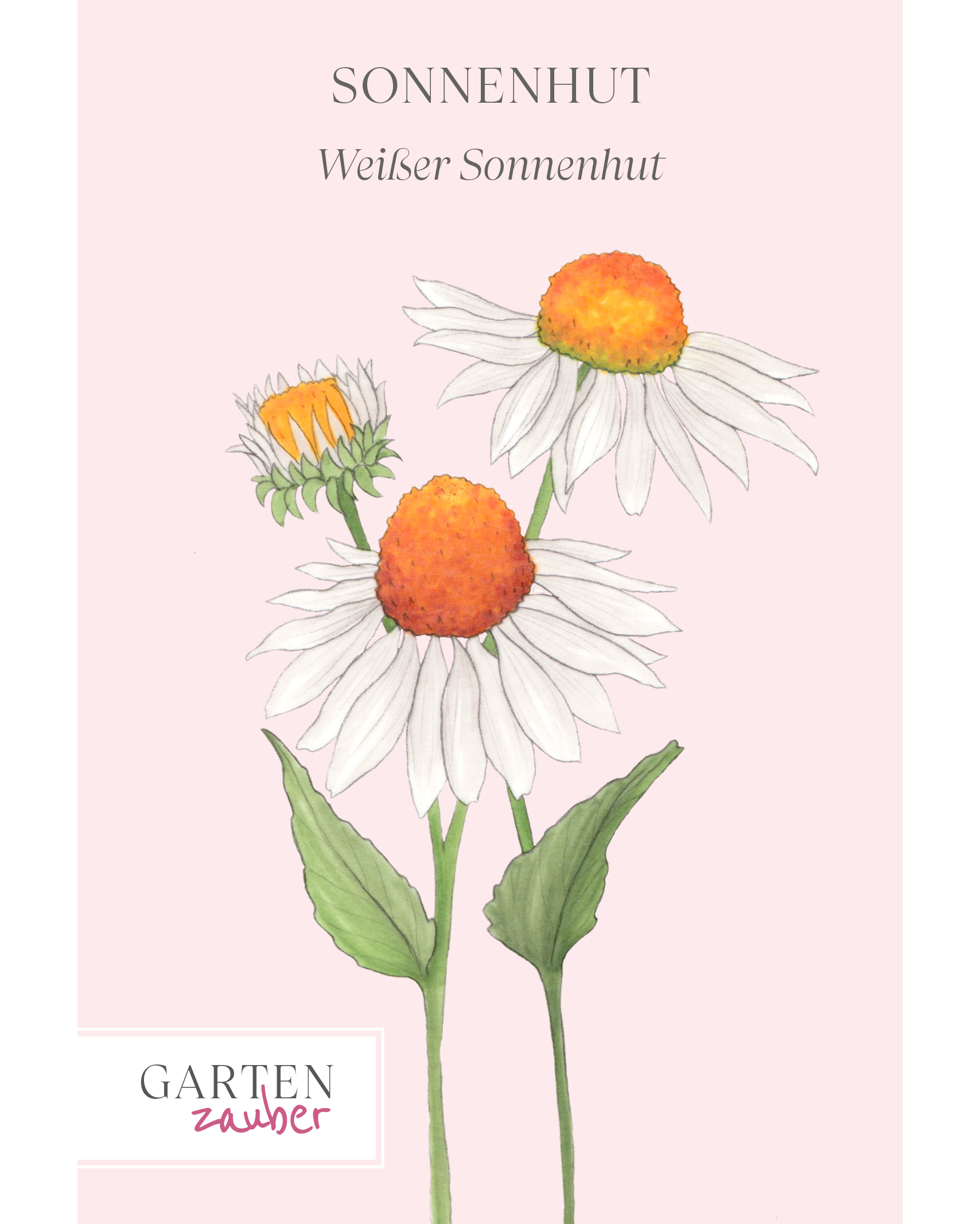 Saatguttuete Weißer Sonnenhut – 'Primadonna weiß' Echinacea purpurea aus der Gartenzauber-Saatgutserie