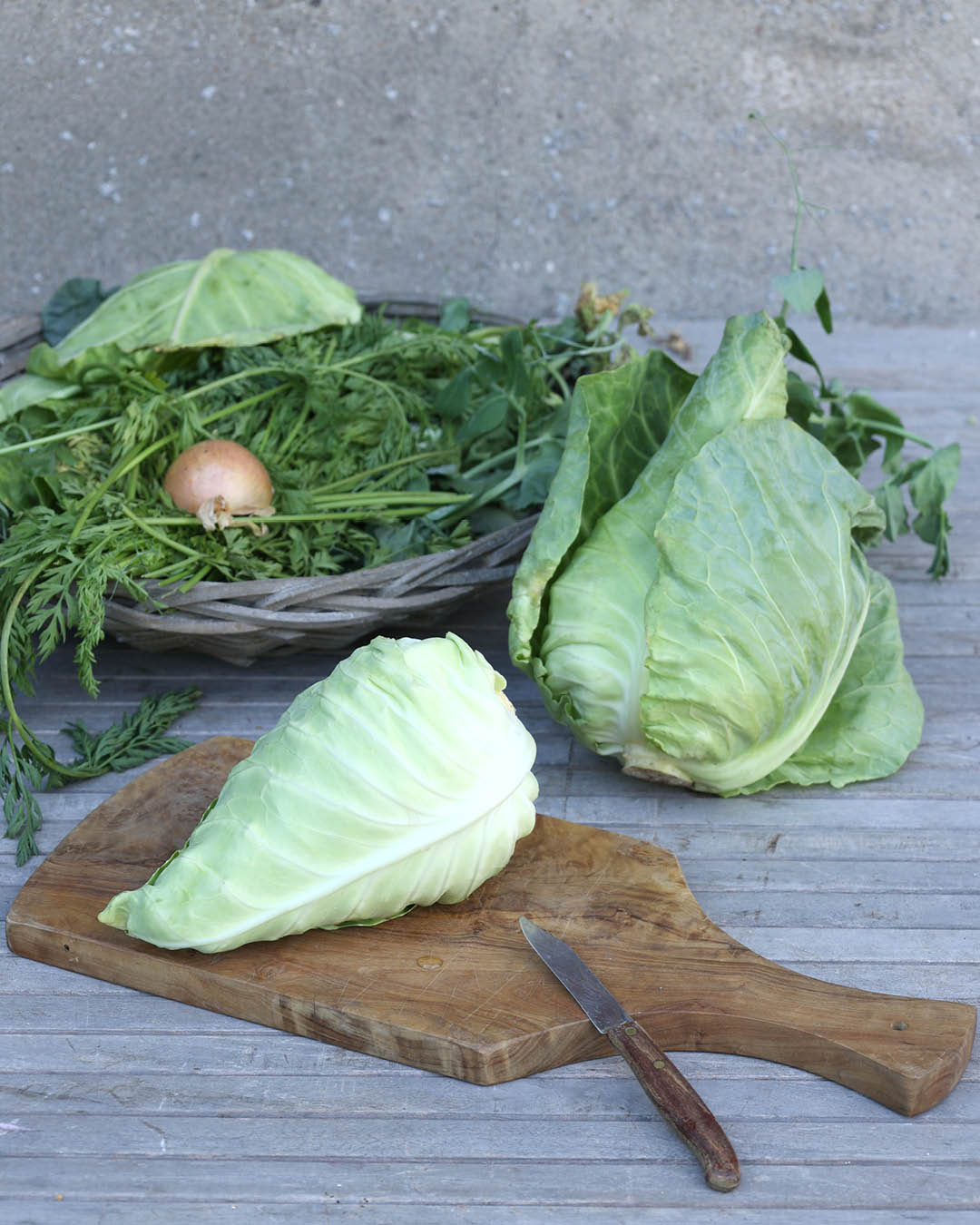 weißkohl saatgut Spitzkohl 'Chateaurenard' Saatgut online bestellen