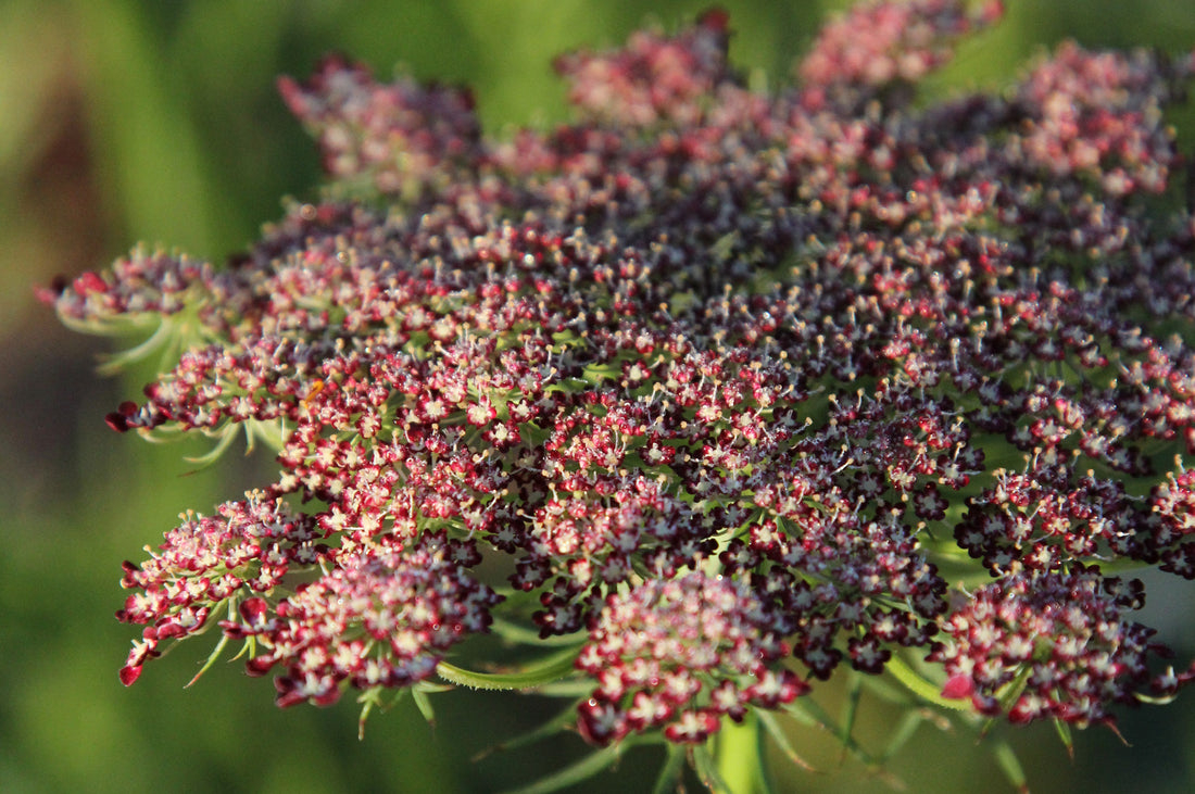 Nahaufnahme der Blütendolde von Daucus carota 'Dara' mit feinen, rot-weißen Einzelblüten und zarter Struktur im Abendlicht.