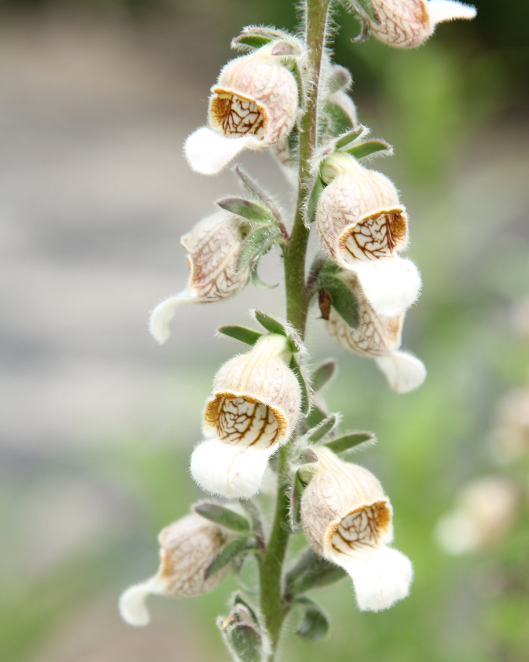 Bluehende Pflanze Wolliger Fingerhut - Digitalis lanata 'Café Crème` aus der Gartenzauber-Saatgutserie