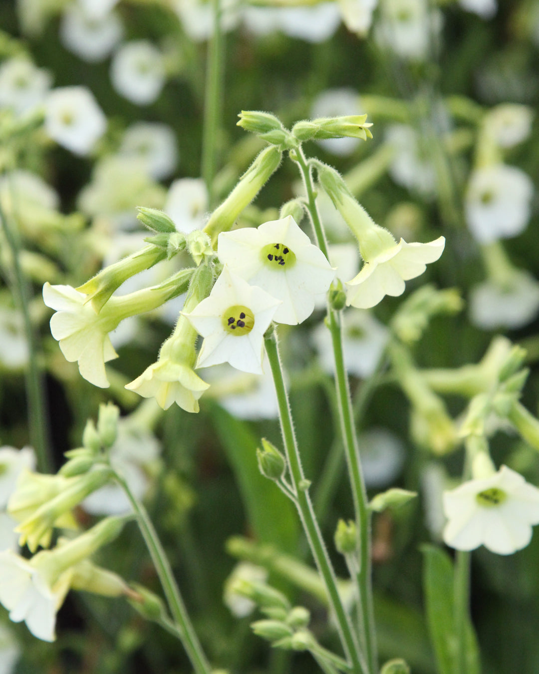 Bluehende Pflanze Ziertabak - Nicotiana x hybrida 'Starlight Dancer' aus der Gartenzauber-Saatgutserie