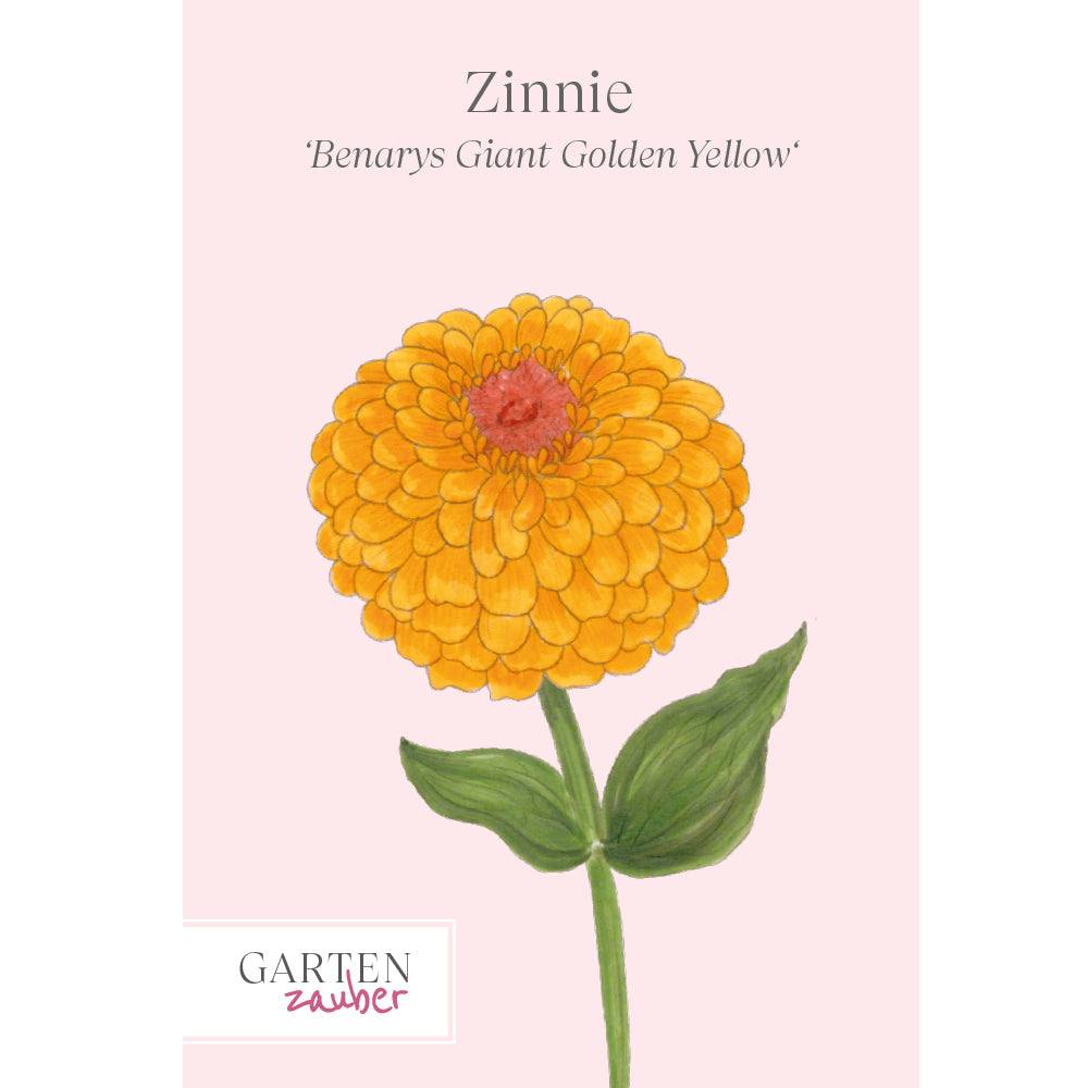 zinnien saatgut gewinnen Zinnie 'Benary's Giant Golden Yellow' Saatgut – Blumensamen