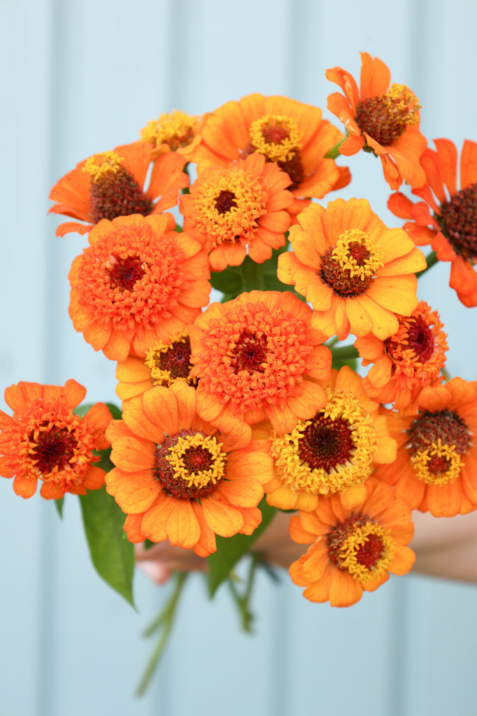 Blumensamen Zinderella Orange – Gefüllte Zinnie, Portion Für Ca. 40 Pflanzen