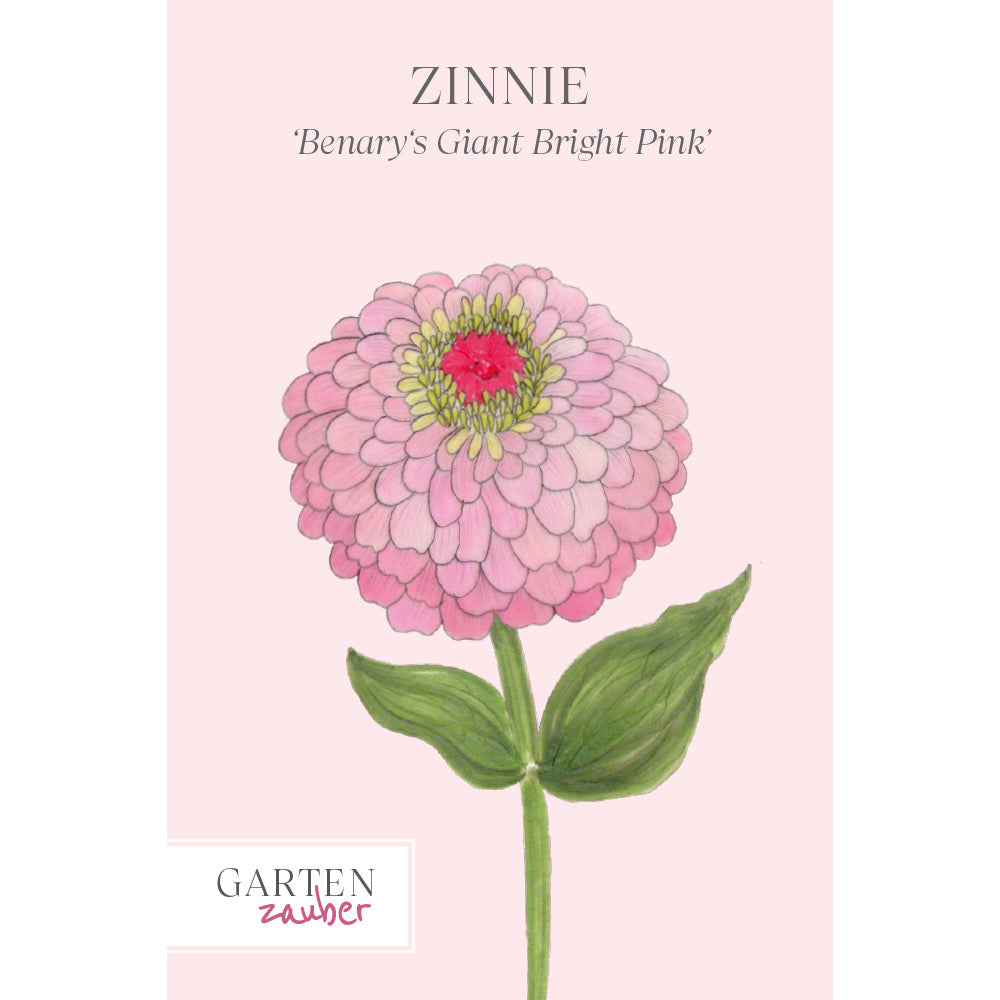 Buy Zinnia