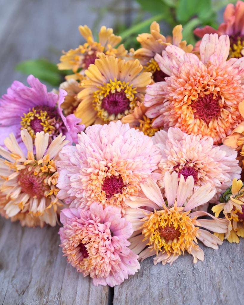 Zinnie 'Cresto! Peachy Pink' Saatgut – Sommerblume