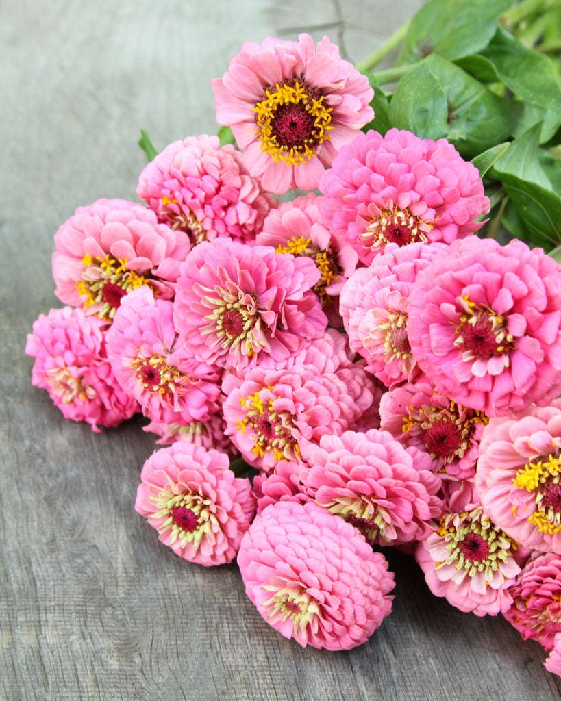 Zinnie 'Oklahoma Pink' Saatgut – Sommerblume
