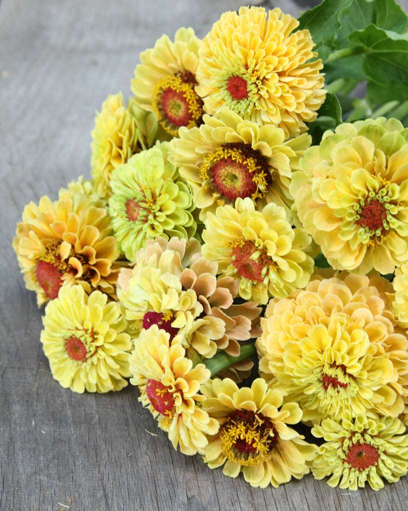 Ein Strauß Zinnien 'Queen Lime Peach', mit gelben Blüten und roten Zentren, kunstvoll auf einer Holzoberfläche arrangiert.