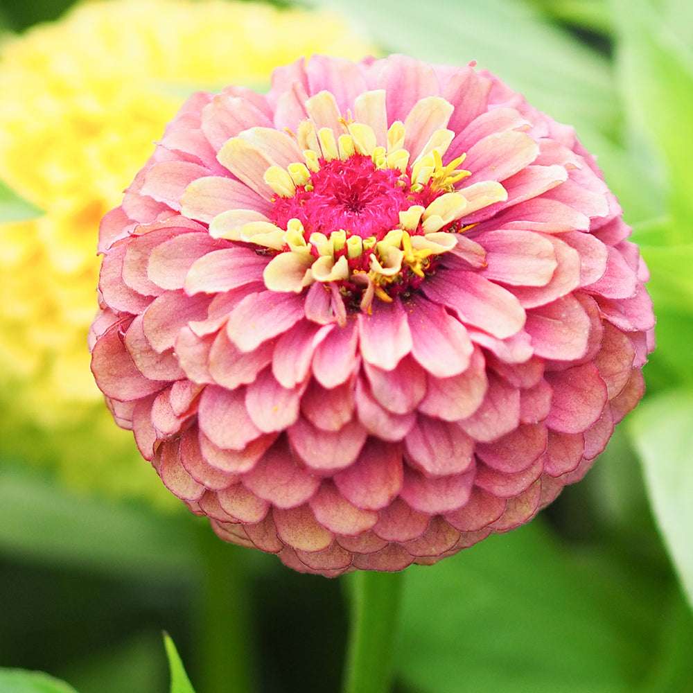 Nahaufnahme einer gefüllten Blüte der Zinnie (Zinnia elegans ‘Queen Red Lime’) mit blassroten Blütenblättern, die zur Blütenmitte hin in Lindgrün verlaufen.