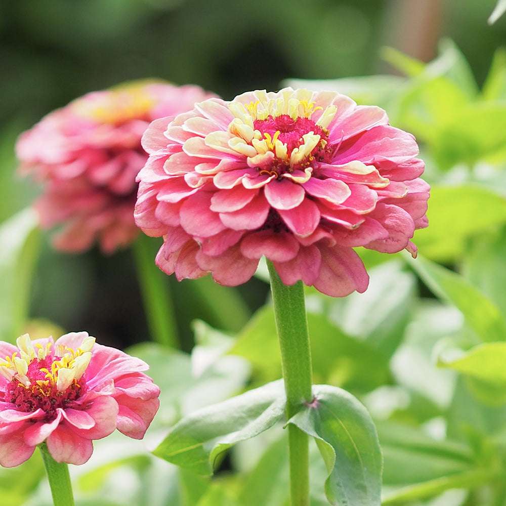Seitliche Nahaufnahme einer gefüllten Blüte der Zinnie (Zinnia elegans ‘Queen Red Lime’) mit blassroten Blütenblättern, die zur Blütenmitte hin in Lindgrün verlaufen.