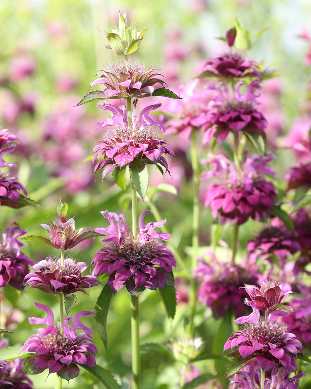 Blume Zitronen Indianernessel - Monarda citriodora 'Bergamo' aus der Gartenzauber-aatgutserie