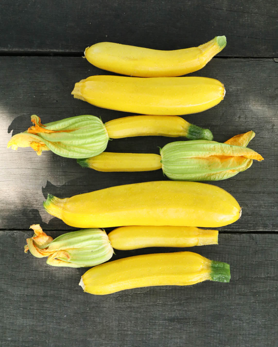 Zucchini 'Sativa Auslese' Saatgut online kaufen