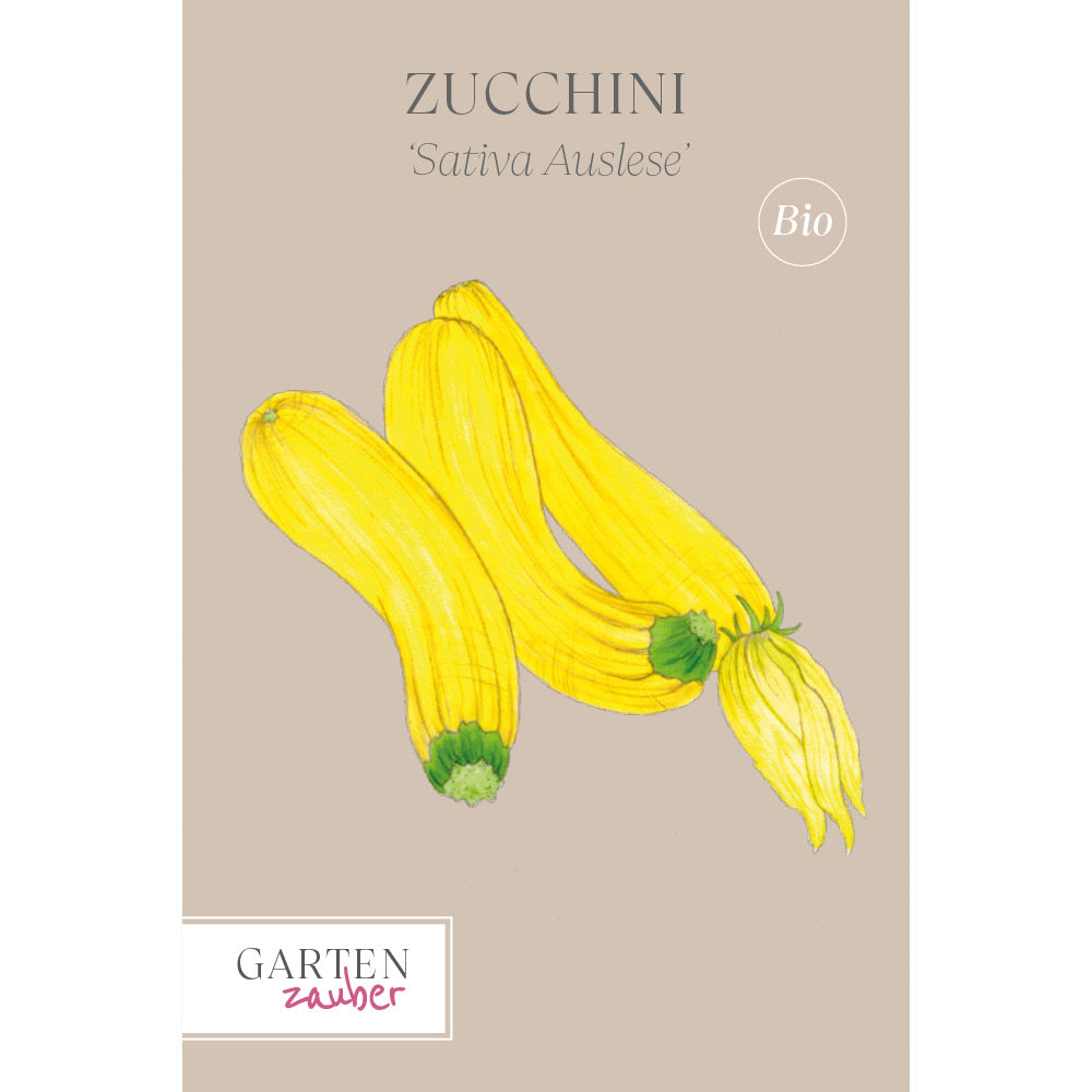 saatgut sativa Buy zucchini 'Sativa Auslese' – Gartenzauber