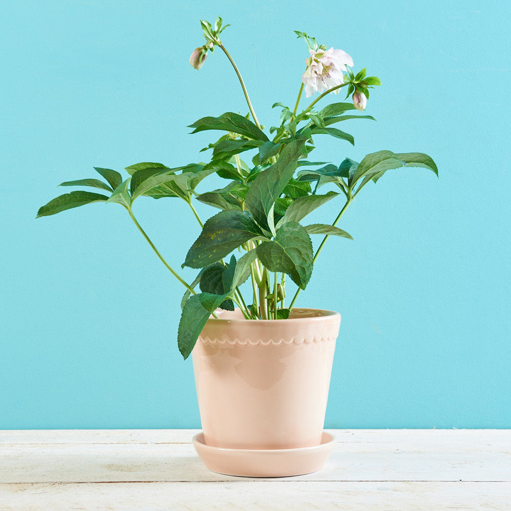 Detailansicht glasierten Tontopf Helena Quarz Rosé mit Pflanze – Bergs Potter Ø 18 cm