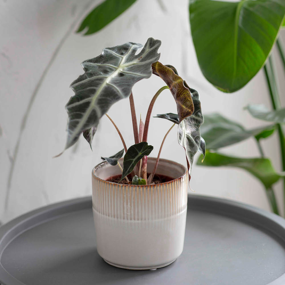 uebertopf-hillesley-klein