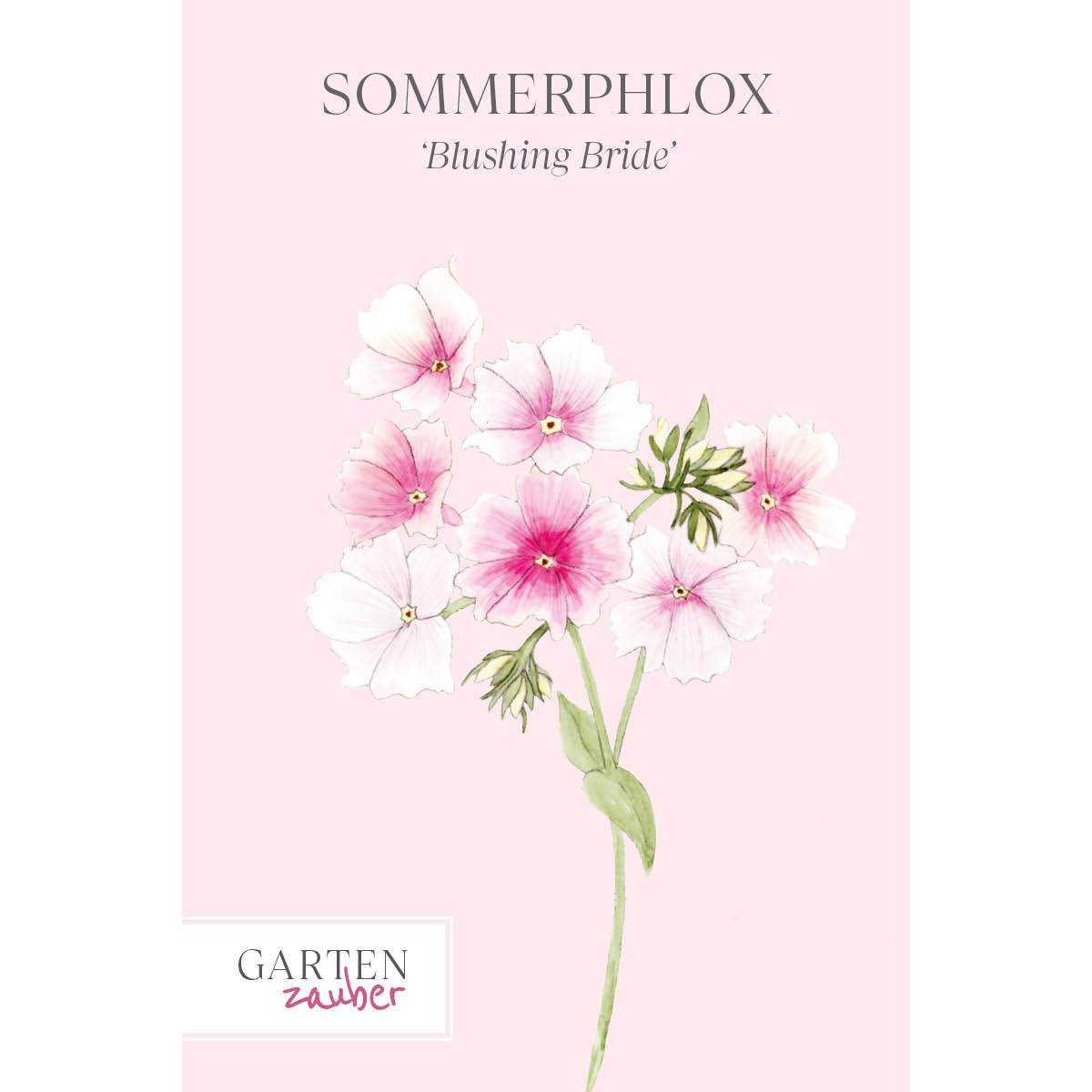 Vorderansicht Saatguttuete Sommerphlox - Phlox drummondii 'Blushing Bride' aus der Gartenzauber-Saatgutserie