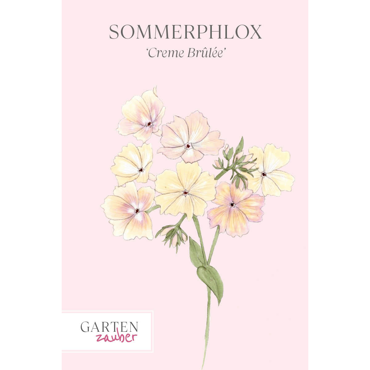 Vorderansicht Saatguttuete Sommerphlox - Phlox drummondii 'Creme Brûlée' aus der Gartenzauber-Saatgutserie