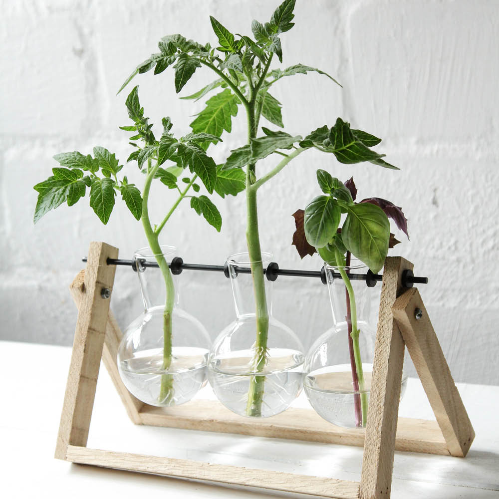 Stecklings-Set groß – Glasvasen im Holzständer mit Pflanze für Anzucht & Deko