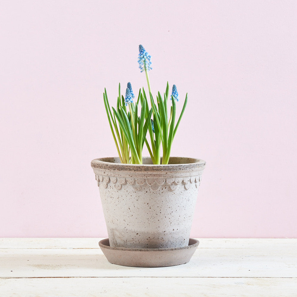 Bergs Potter Tontopf Kopenhagen in Grau Ø 18 cm mit blauen Traubenhyazinthen