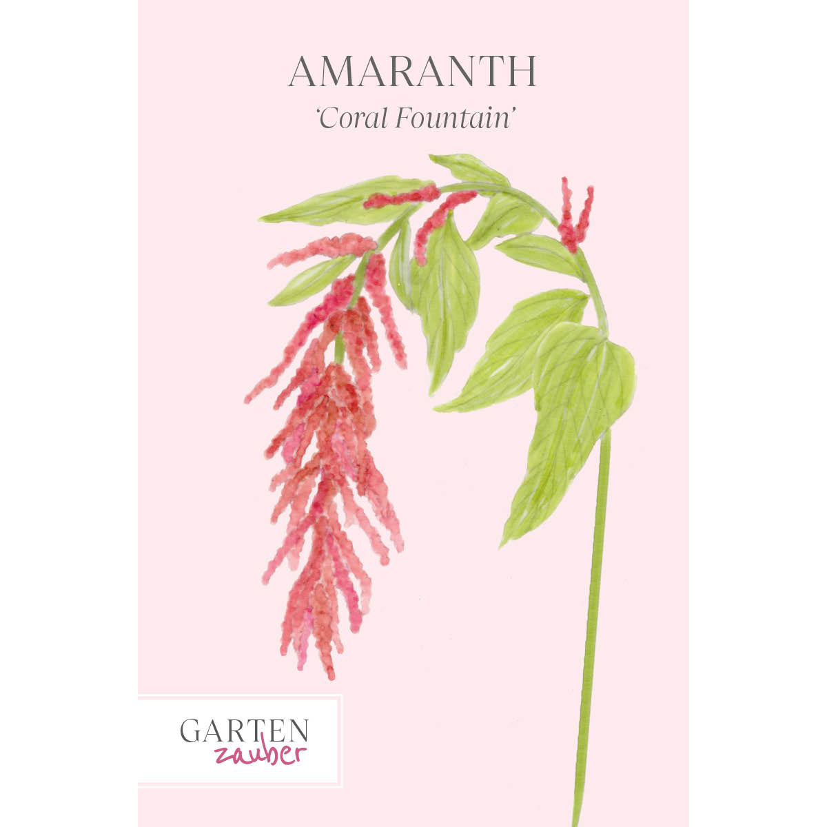 Vorderansicht Saatguttuete Amaranth Amaranthus cruentus ‘Coral Fountain‘ aus der Gartenzauber-Saatgutserie