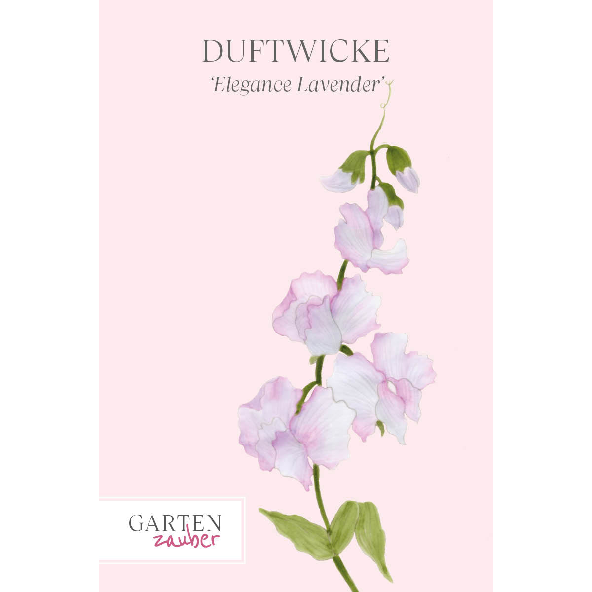 Vorderansicht Saatguttuete Duftwicke - Lathyrus odoratus 'Elegance Lavender' aus der Gartenzauber-Saatgutserie