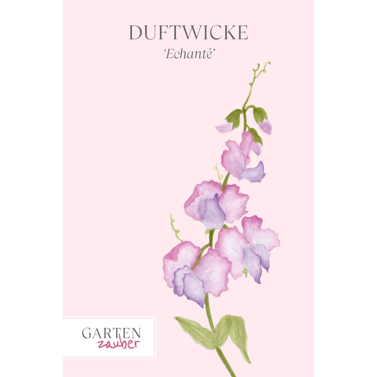 Vorderansicht Saatguttuete Duftwicke - Lathyrus odoratus 'Echanté' aus der Gartenzauber-Saatgutserie