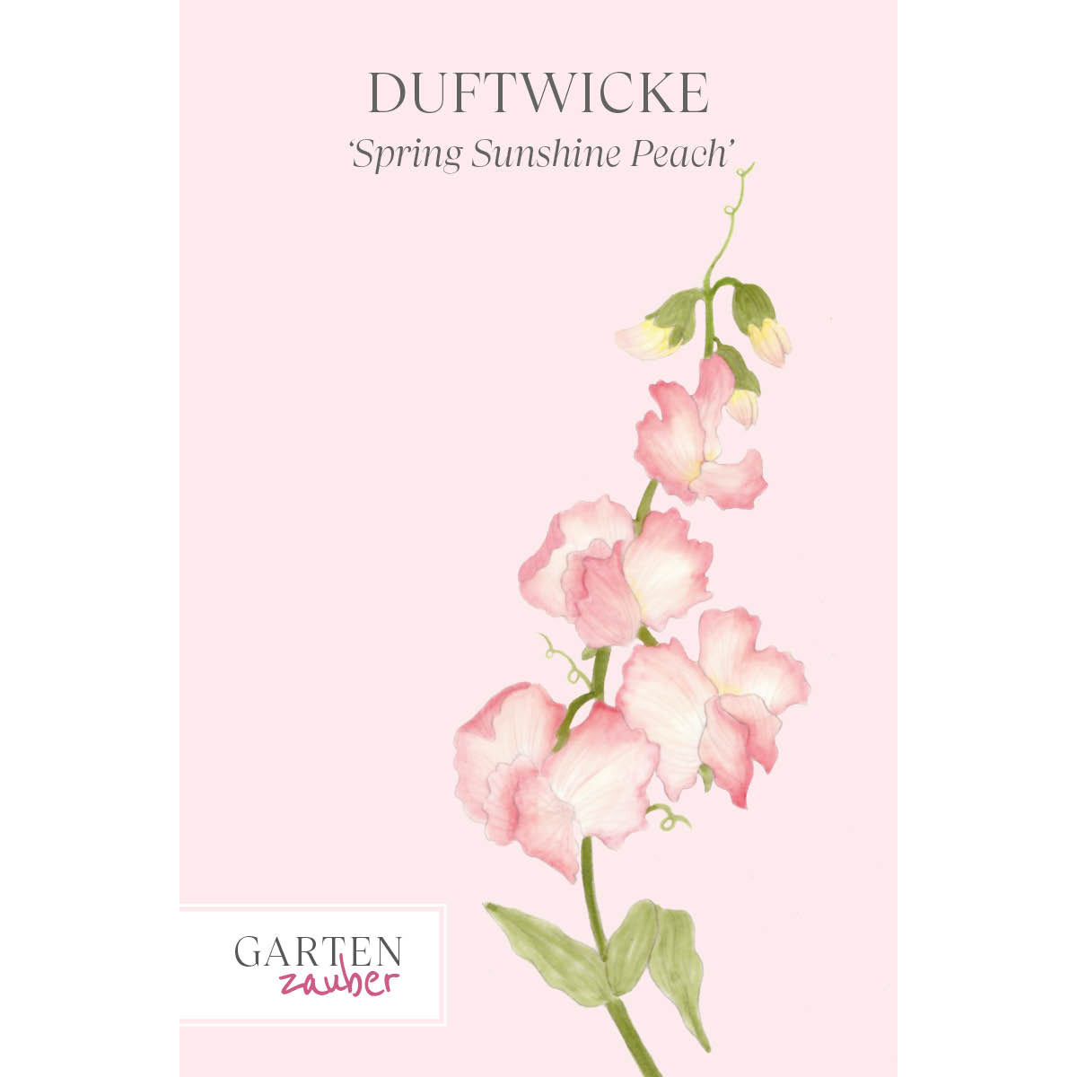 Vorderansicht Saatguttuete Duftwicke - Lathyrus odoratus 'Spring Sunshine Peach' aus der Gartenzauber-Saatgutserie