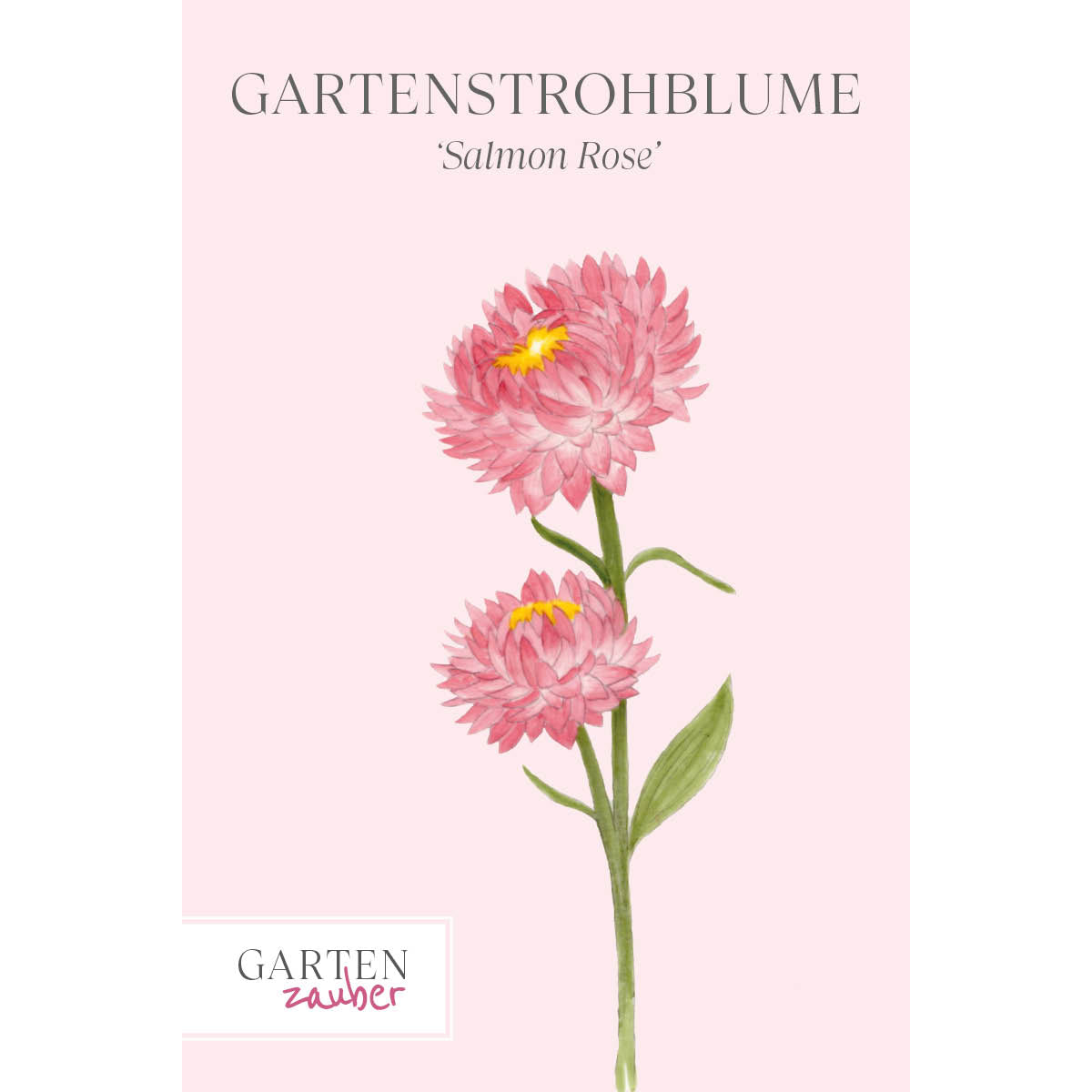 Vorderansicht Saatguttuete Gartenstrohblume - Helichrysum bracteatum `Salmon Rose` aus der Gartenzauber-Saatgutserie