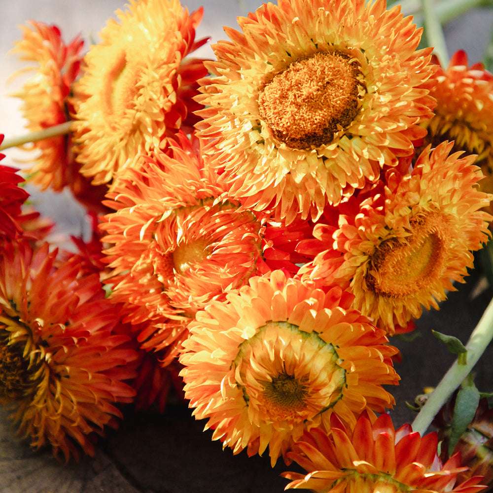 Mehrere liegende Blüten der Gartenstrohblume (Helichrysum bracteatum) ‘Orange’ in Orange bis warmem Gelb