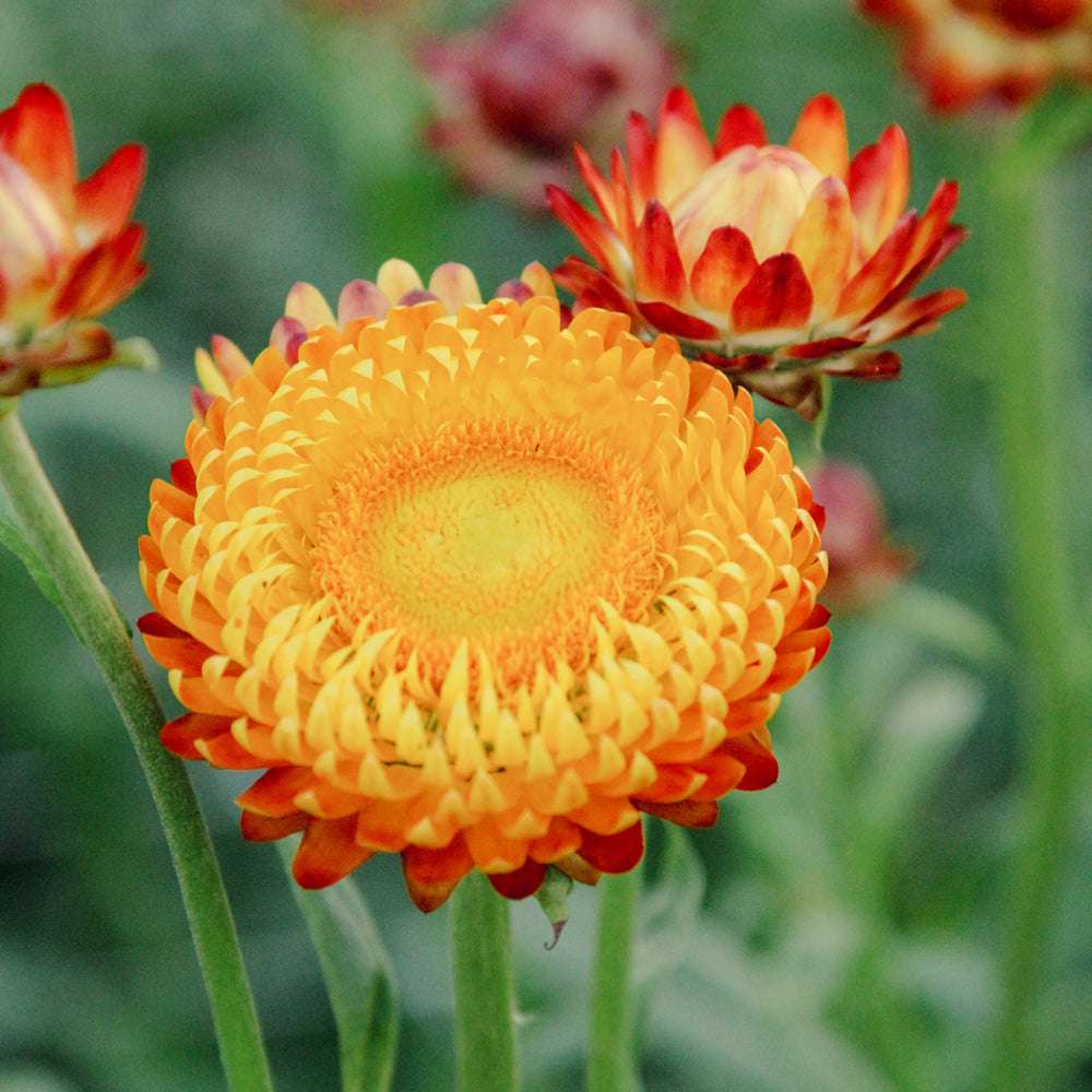 Nahaufnahme einer Blüte der Gartenstrohblume (Helichrysum bracteatum) ‘Orange’ in Orange bis warmem Gelb.