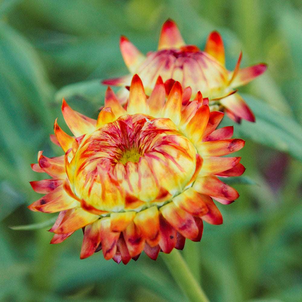 Nahaufnahme einer Blüte der Gartenstrohblume (Helichrysum bracteatum) ‘Orange’ in Orange bis warmem Gelb.
